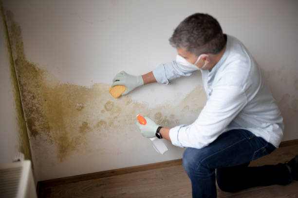 Best Attic Mold Removal  in Gallipolis, OH
