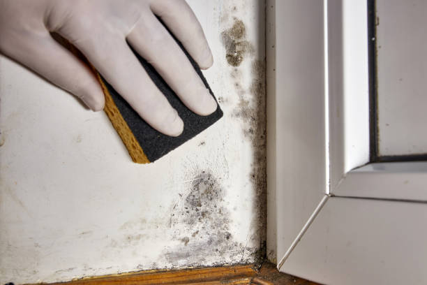 Best Attic Mold Removal  in Gallipolis, OH